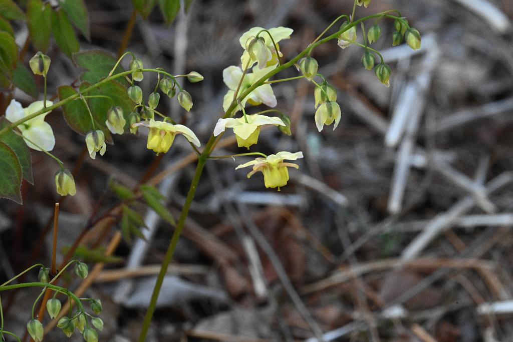 2025-04246560 Acton Arboretum, MA.JPG - Bishop's Hat. Acton Arboretum, MA, 4-24-2025